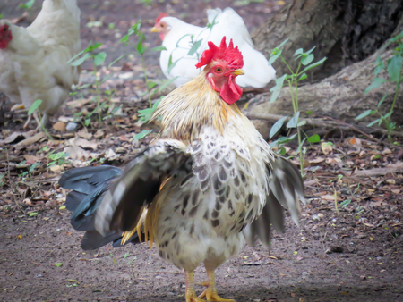 chicken bantam