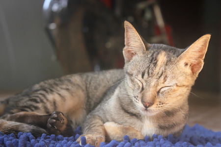Cat lying on the carpetの写真素材