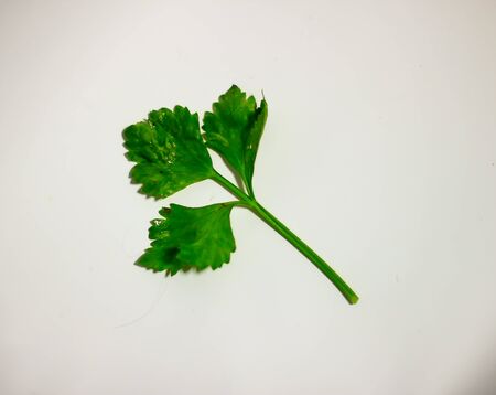 Celery on White Backgroundの写真素材