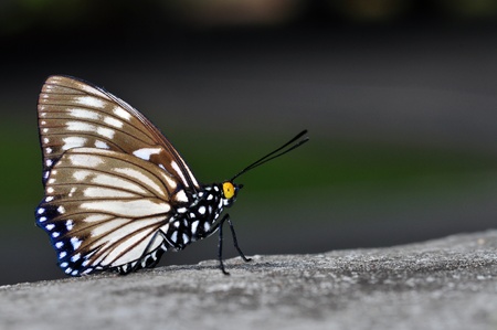 Courtesan butterfly of thailand background
