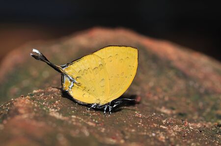 Threespot Yamfly butterfly of thailand backgroundの写真素材