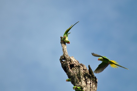 Alexandrine Parakeet  bird of thailand backgroundの写真素材