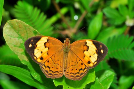 Rustic butterfly of thailand background