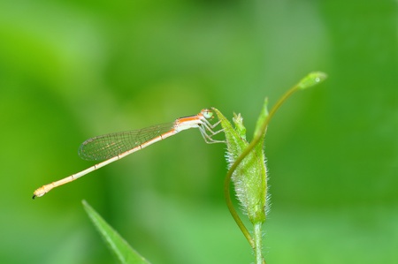 dragonfly of Thailand background