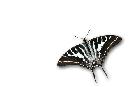 long tail butterfly isolated on whiteの写真素材