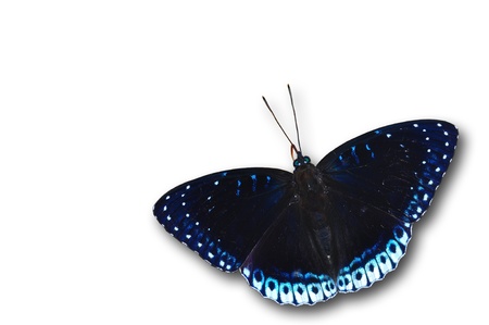 purple butterfly isolated on white