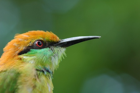Green bee-aeter bird of Thailand backgroundの写真素材