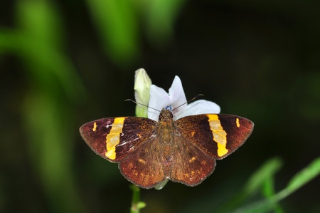 Dark Yellow-banded Flat butterfly of Thailand backgroundの写真素材