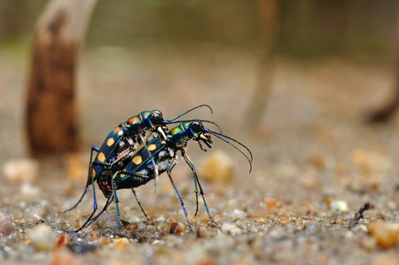 Golden-spotted tiger beetle from Thialandの写真素材