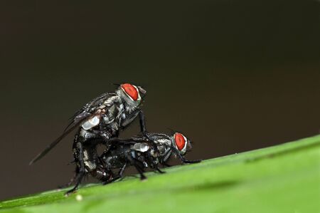 insect fly breeding macro on leaf from Thailand