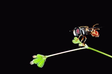 amazing insect black from Thailand