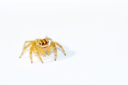 yellow spider isolated on white backgroundの写真素材