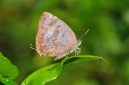 butterfly on leaf from Thailand backgroundの写真素材