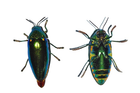 Jewel beetle isolated on white backgroundの写真素材