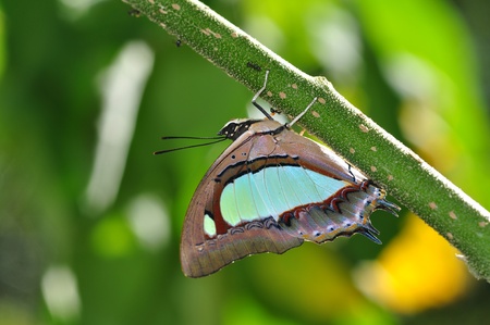 beauty butterfly from Thailand background の写真素材