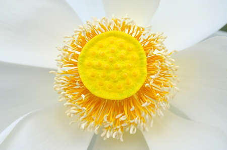 White lotus blossomの写真素材