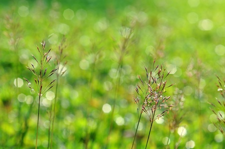 Gold beard grass flower on green bokeh from Thailandの写真素材