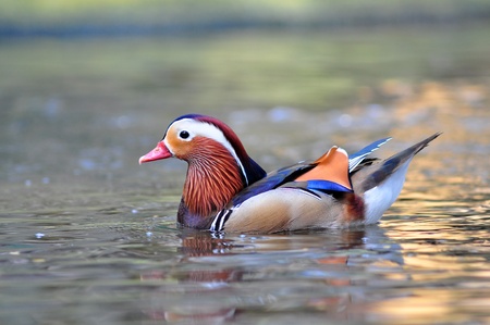 Closeup male mandarin duck on river (Aix galericulata) の写真素材
