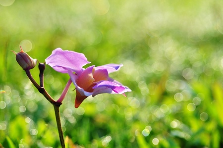 purple orchid flower of green nature, bokehの写真素材
