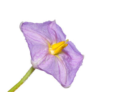 closeup purple flowers isolated on white backgroundの写真素材