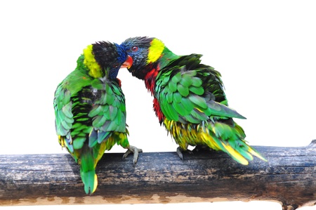 two Eclectus Parrot - Eclectus roratus love bird sitting on branch isolated on whiteの写真素材