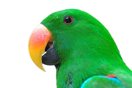 Closeup head Male eclectus parrot isolated on white の写真素材