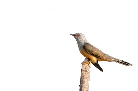 Plaintive Cuckoo bird siiting on branch whit white background from Thailandの写真素材