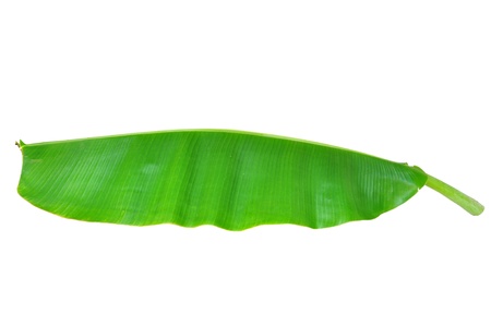 Fresh Banana Leaf Isolated with clipping path の写真素材