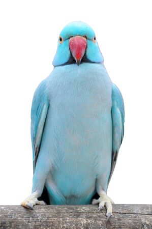 Long-tailed parakeet bird sitting on a branch isolated on whiteの写真素材