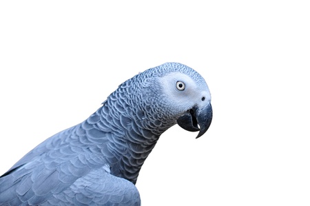 African Grey Parrot - Psittacus erithacus in front of a white background の写真素材