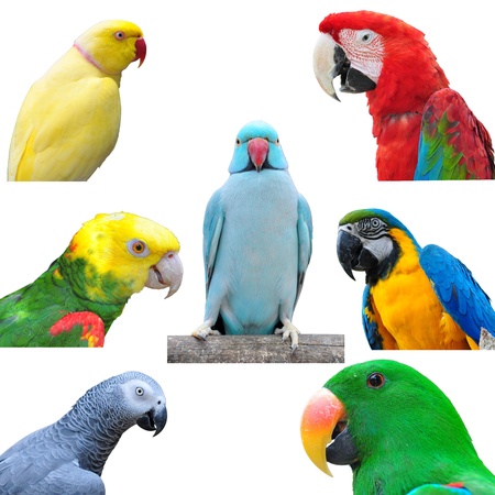 closeup of head a colorful, isolated Macaw 