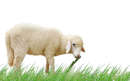 Sheep eating fresh green grass on white background の写真素材
