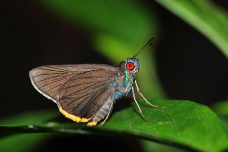 Red eye butterfly  Fringed Redeye  on leaf の写真素材