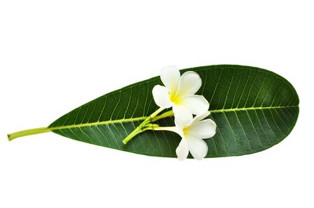 Perfect new plumeria or frangipani leaf and flower, isolated on white  の写真素材