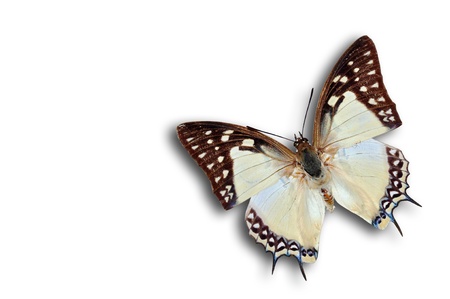 White and black butterfly on isolated white background の写真素材