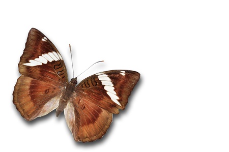 Beautiful brown butterfly against the white backgroundの写真素材