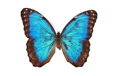 Blue butterfly isolated on white background の写真素材