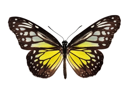 Yellow butterfly (The Yellow Glassy Tiger) isolated on white の写真素材