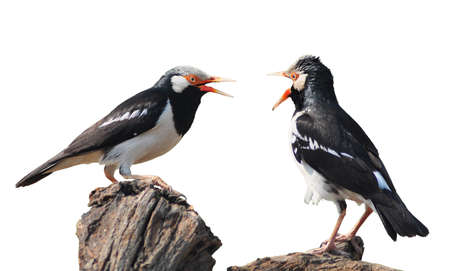 bird fighting (Asian Pied Starling) isolated on white background の写真素材