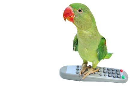 Green Parakeet isolatedの写真素材