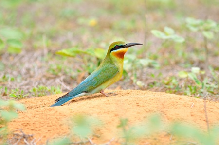 Bee eater bird (Blue tailed Bee eater) on sand