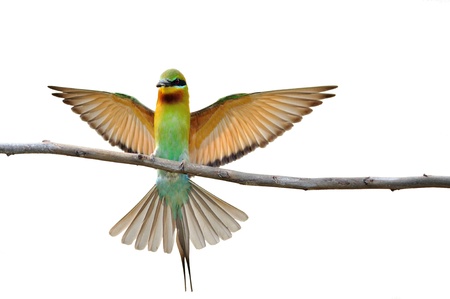 bird isolated (Blue tailed Bee eater) sitting on branch 