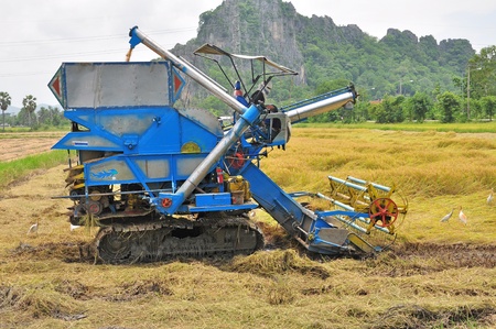 Farm worker harvesting rice with tractor in Thailand の写真素材