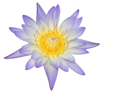 Lotus flower isolated on white backgroundの写真素材