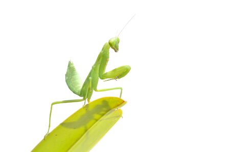Praying Mantis. on white backgroundの写真素材