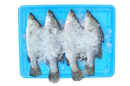fish in the ice 
