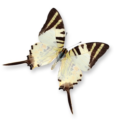 Swordtail Butterfly isolated on whiteの写真素材