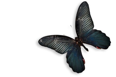 Black butterflies flying isolatedの写真素材