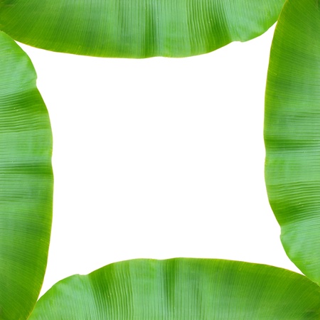 isolated banana leaf on whiteの写真素材