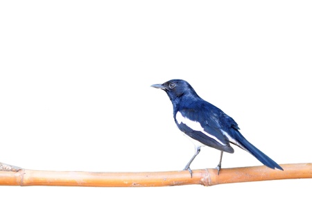 Bird Magpie isolated against white background.